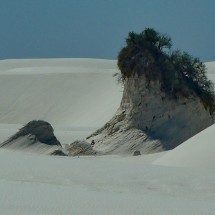 Plant in White Sands